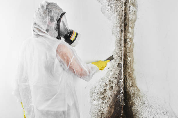 Best Commercial Mold Removal  in Solomons, MD