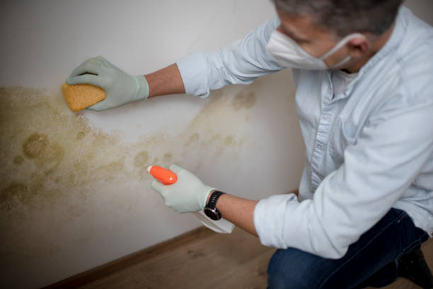 Best Affordable Mold Removal  in Solomons, MD