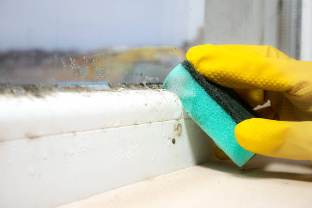 Attic Mold Removal in Solomons, MD