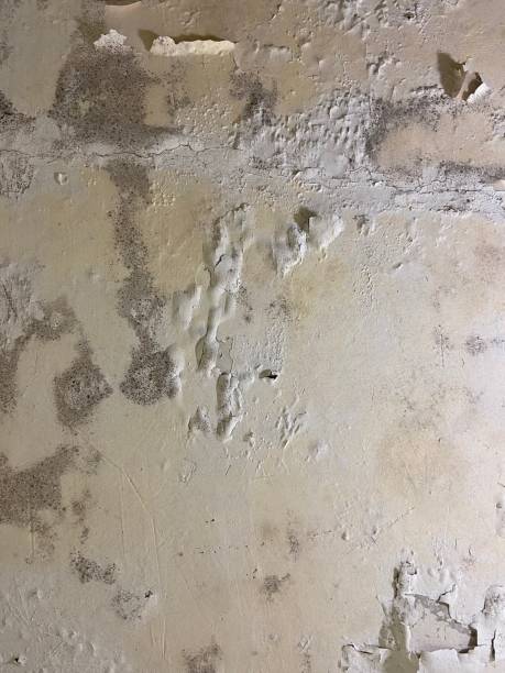 Best Certified Mold Removal  in Solomons, MD